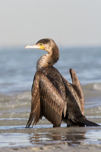 Close-up of bird perching on shore