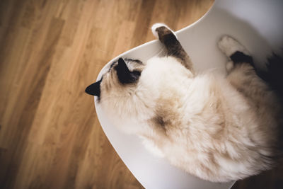 Close-up high angle view of a sleeping cat