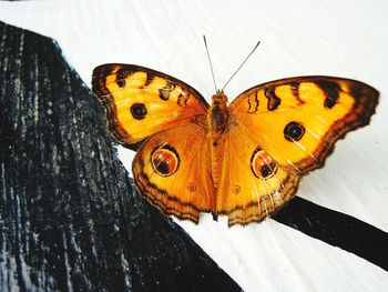 Close-up of butterfly on wood