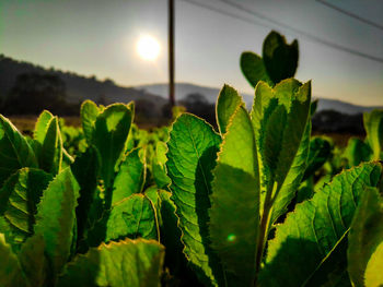 Close-up of fresh green leaves on field against sky at sunset