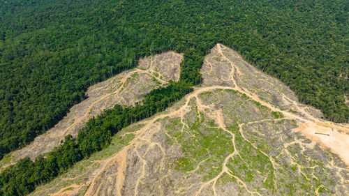 Rainforest cut down to make way for oil palm plantations. deforestation. borneo, malaysia.