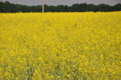 Scenic view of oilseed rape field