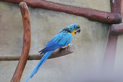 Close-up of bird against blue sky