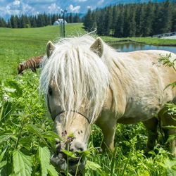 Close-up of horse on field