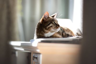 Close-up of a cat resting at home