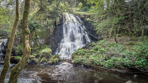 Scenic view of waterfall in forest