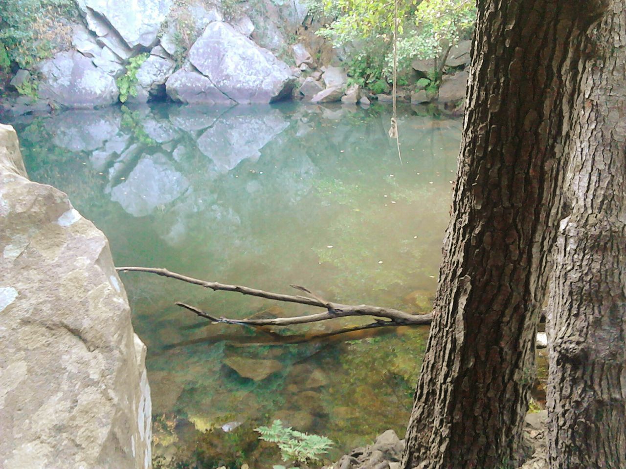 water, tranquility, reflection, nature, lake, tranquil scene, beauty in nature, tree trunk, scenics, river, tree, day, rock - object, outdoors, rippled, no people, idyllic, growth, waterfront, plant