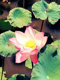 Close-up of pink flower