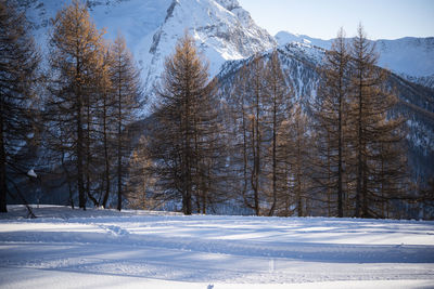 Snow covered land and trees against mountains