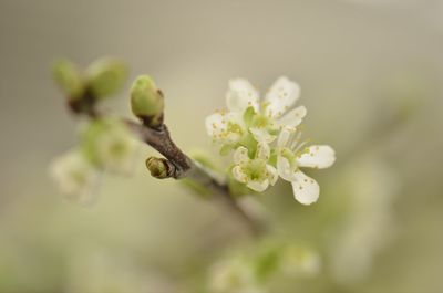 Close-up of white flowers
