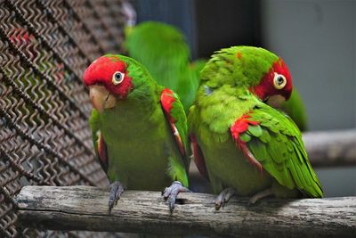 Close-up of parrot perching on wood