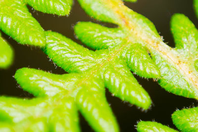 Full frame shot of fresh green plant