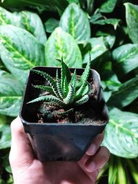 Cropped hand holding potted plant