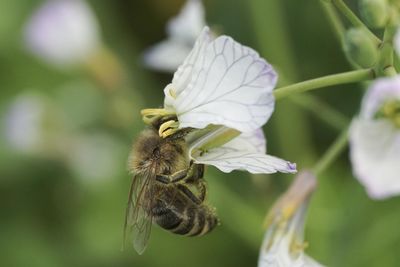 Close-up of butterfly pollinating on flower