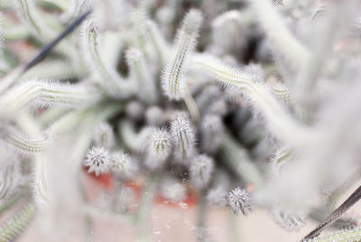 Close-up of plant against blurred background