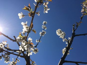 Low angle view of cherry blossoms against clear sky