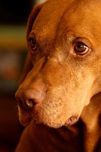 Close-up portrait of dog