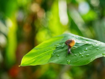 Close-up of raindrops on leaf