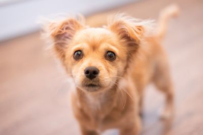 Portrait of cute dog