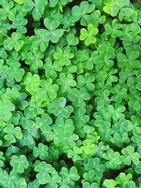 Full frame shot of green leaves