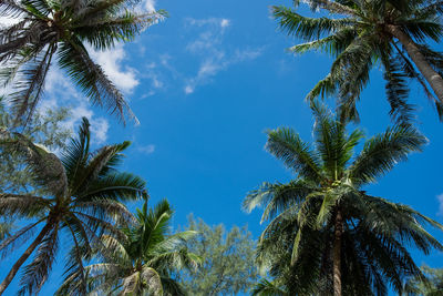 Low angle view of palm trees against blue sky