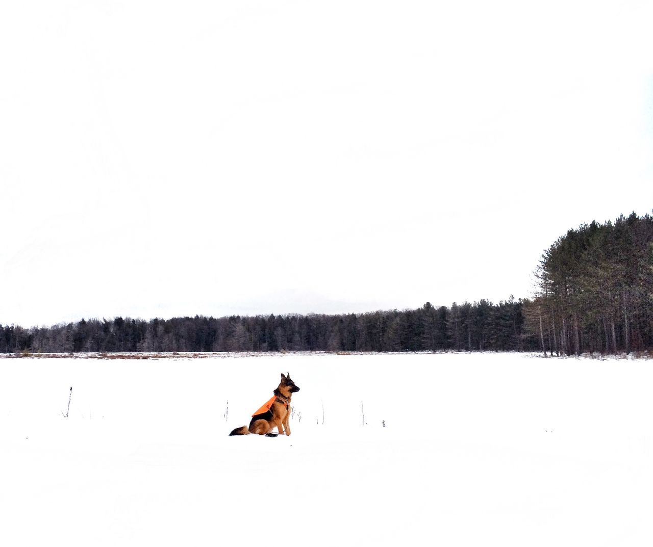 snow, winter, cold temperature, season, copy space, clear sky, landscape, field, weather, tree, animal themes, tranquil scene, tranquility, nature, covering, beauty in nature, one animal, white color, scenics, snow covered