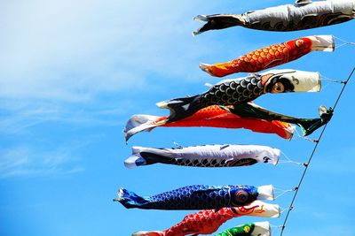 Low angle view of koi fish in a row