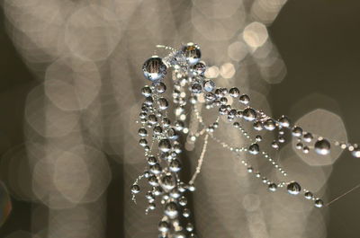 Close-up of wet spider web