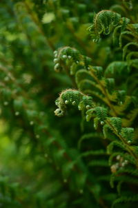 Close-up of plant