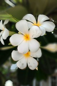 Close-up of frangipani blooming outdoors