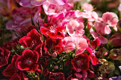 Close-up of pink flowering plants