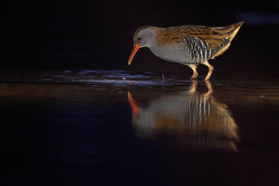 Bird perching on a lake