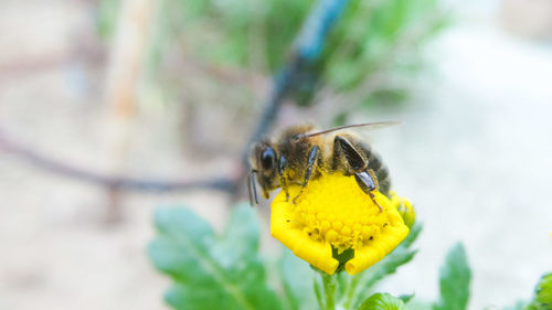 Close-up of butterfly pollinating on yellow flower