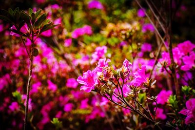 Close-up of pink flowers blooming outdoors