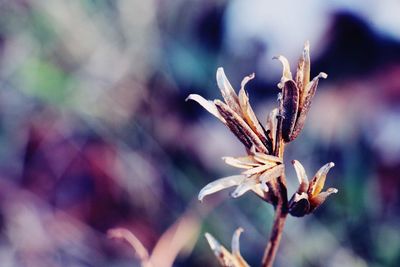 Close-up of plant against blurred background