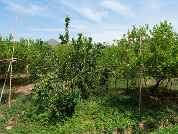 Plants growing on field against sky