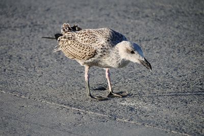 Close-up of seagull walking on road