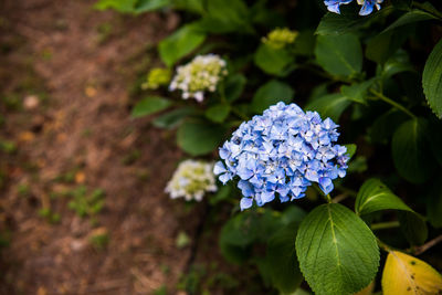 Close-up of hydrangea blooming outdoors