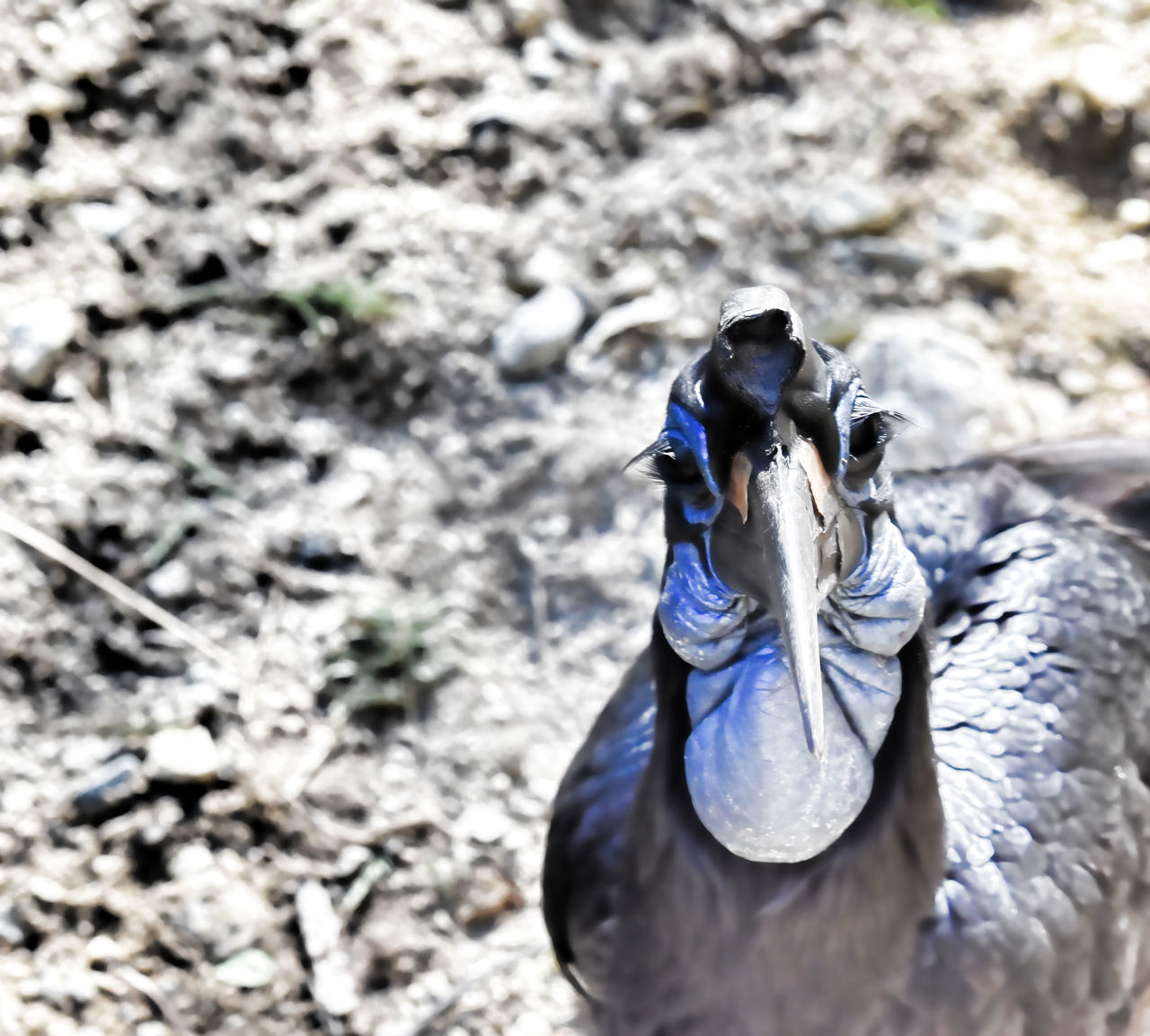 HIGH ANGLE VIEW OF PEACOCK ON ROCK