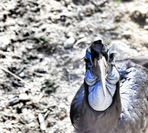 High angle view of a bird on rock