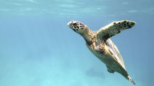 View of turtle swimming in sea