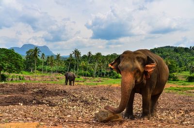 Elephant in a field