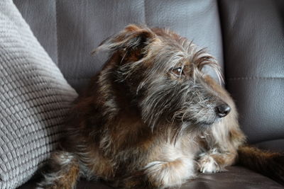 Close-up of dog lying on sofa at home