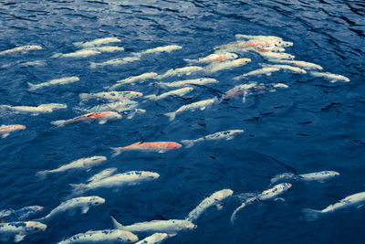 High angle view of fish swimming in sea