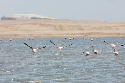 Birds flying over lake