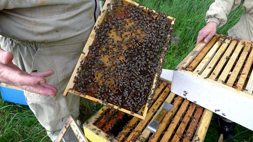 High angle view of bee on farm