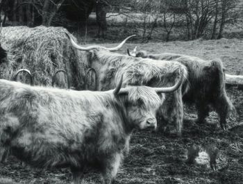 Sheep grazing on field