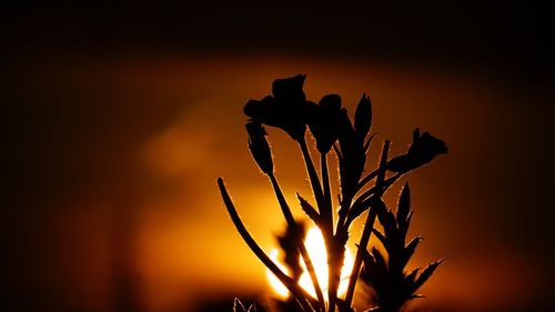 Close-up of silhouette plant against sunset sky