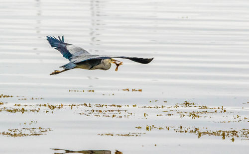 Bird flying over the lake