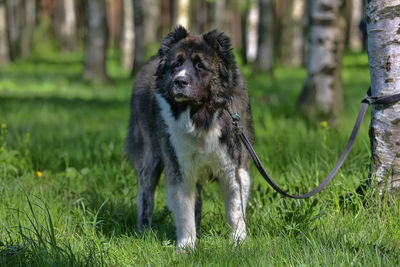 Portrait of dog on field